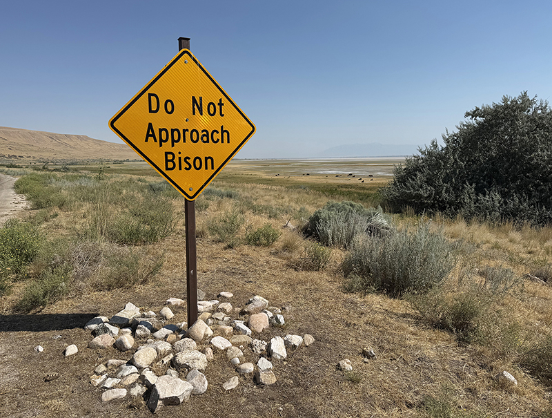 Bison : Antelope Island : Utah : Landscape Photos : Richard Moore : Photographer